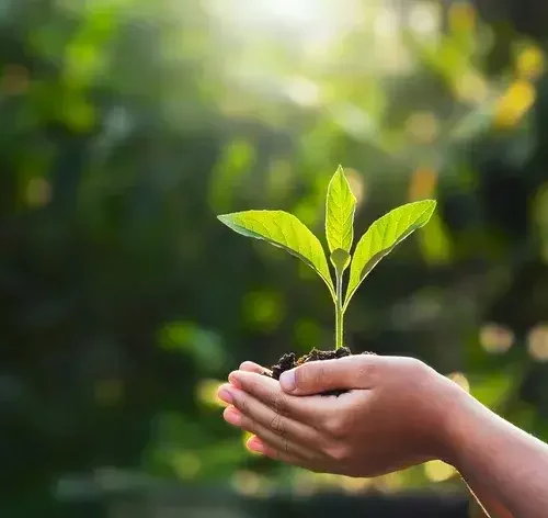 Dia do meio ambiente é comemorado em 5 de junho