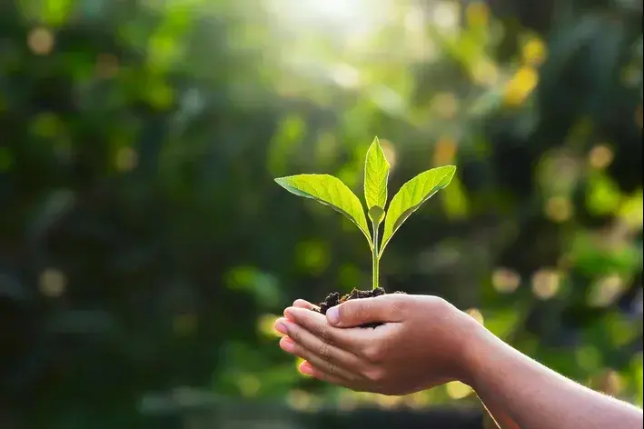 Dia do meio ambiente é comemorado em 5 de junho