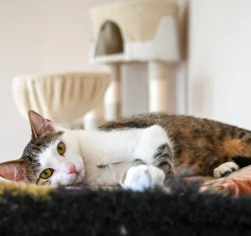 um gato com diabetes deitado