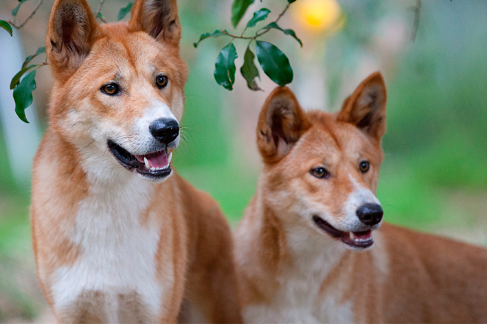 dingo cão selvagem australiano