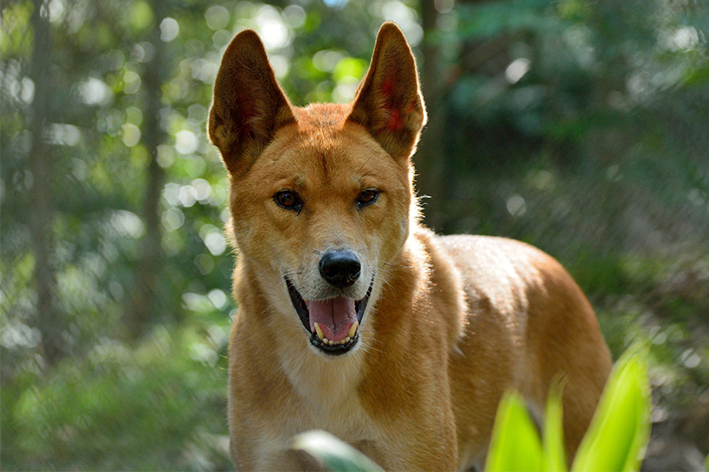 dingo cão selvagem australiano