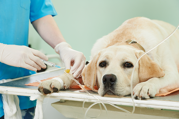 Uso da Doxiciclina na medicina veterinária