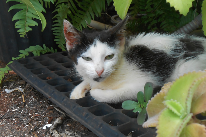 Cuidados extras com a esporotricose em gatos