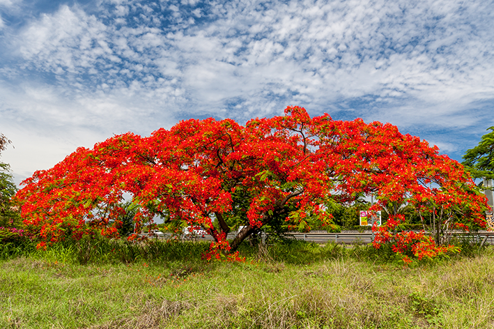 Flamboyant: origem e curiosidades sobre a árvore