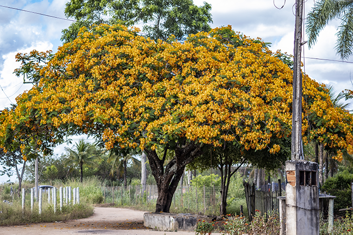 As cores do Flamboyant