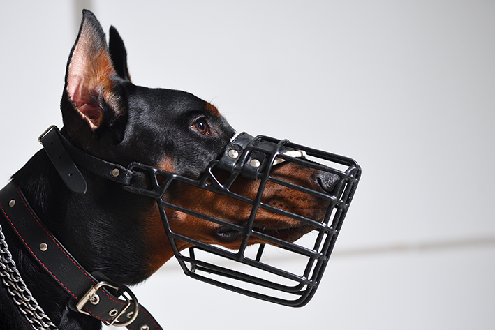 Cachorro Dobberman com focinheira