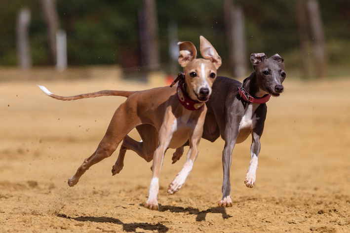 galgos