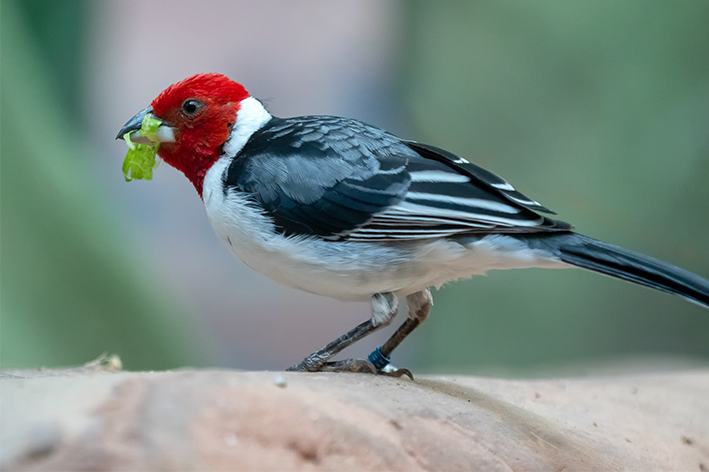 galo-de-campina comendo