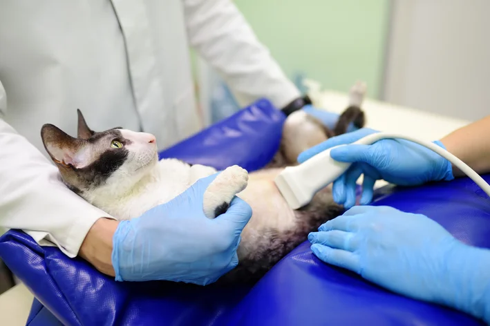 gata grávida fazendo exame no veterinário