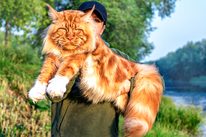 gato gigante maine coon no colo