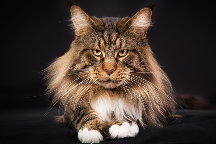 gato gigante maine coon