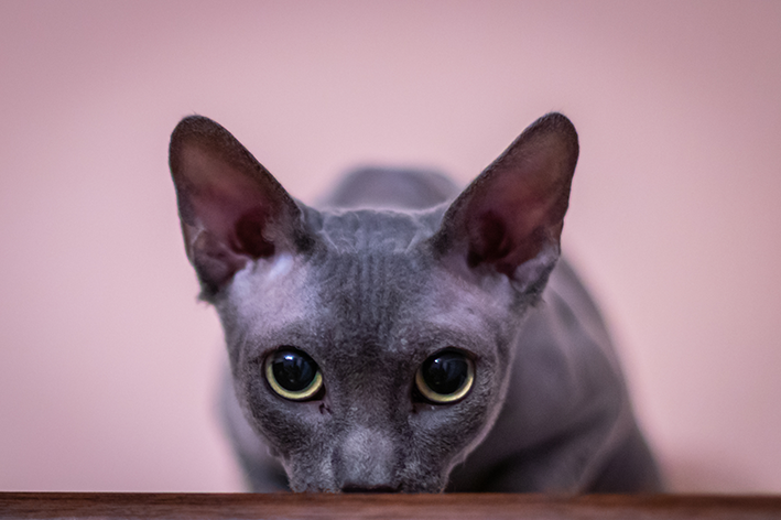 Gato sem pelo: saiba tudo sobre o Sphynx