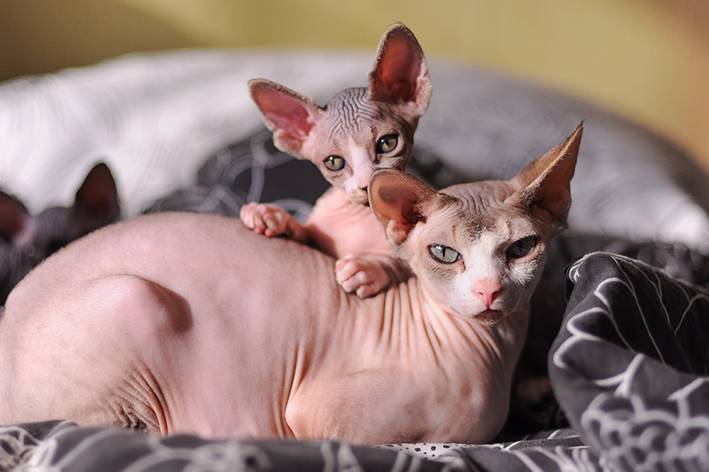 Gato sem pelo: enrugadinho, careca e fofo