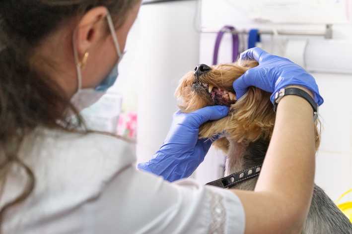 gengivite em cachorro sendo examinado