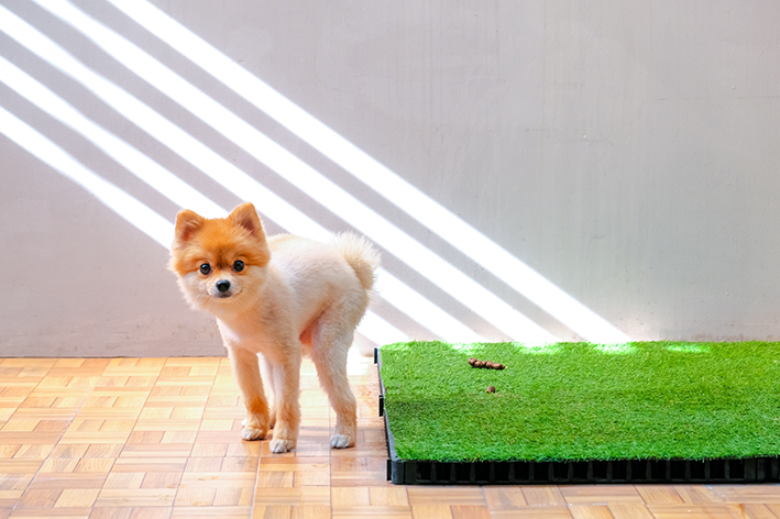 Grama sintética e outros modelos de banheiro higiênico para cachorro