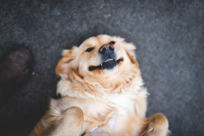 cachorro deitado no chão olhando para cima sorrindo