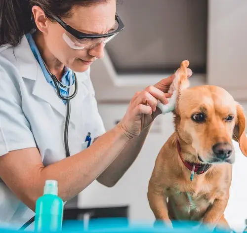 veterinária limpando a orelha do cachorro