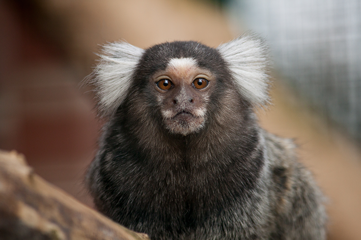 Macaco de estimação sagui: tudo o que você precisa saber