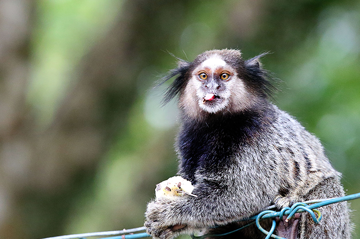 Espécies de macaco com comercialização legalizada pelo Ibama