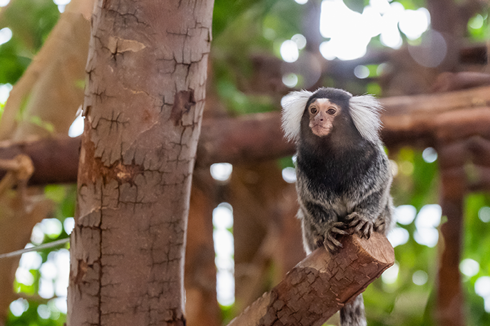 Como cuidar de um macaco sagui