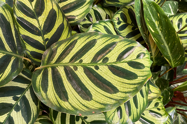 Maranta Pavão