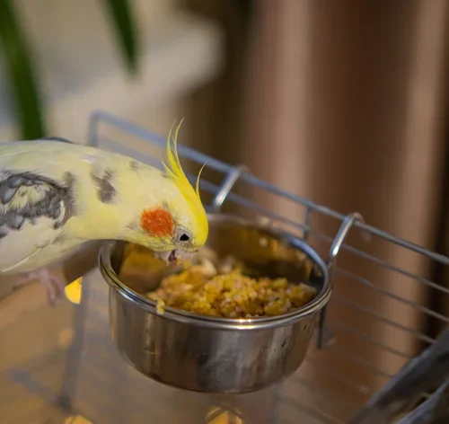 calopsita comendo ração no comedouro