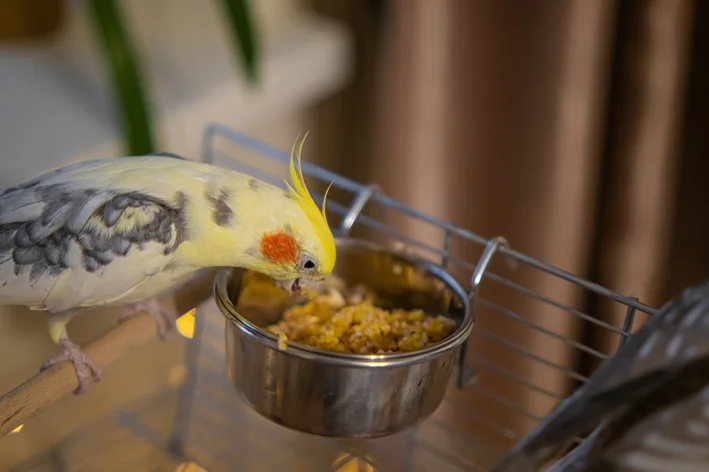 calopsita comendo ração no comedouro 