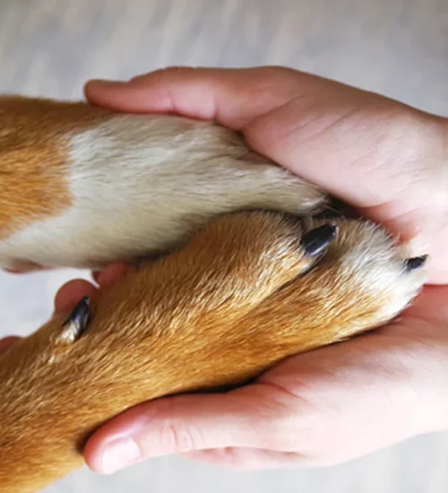 O que é posse responsável de animais? Além das questões práticas, que estão previstas na lei, há muito sobre carinho e cuidado também.