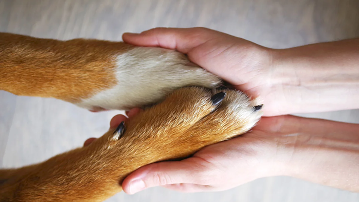 imagem de Adoção responsável de animais: guia completo para quem quer adotar com consciência e afeto