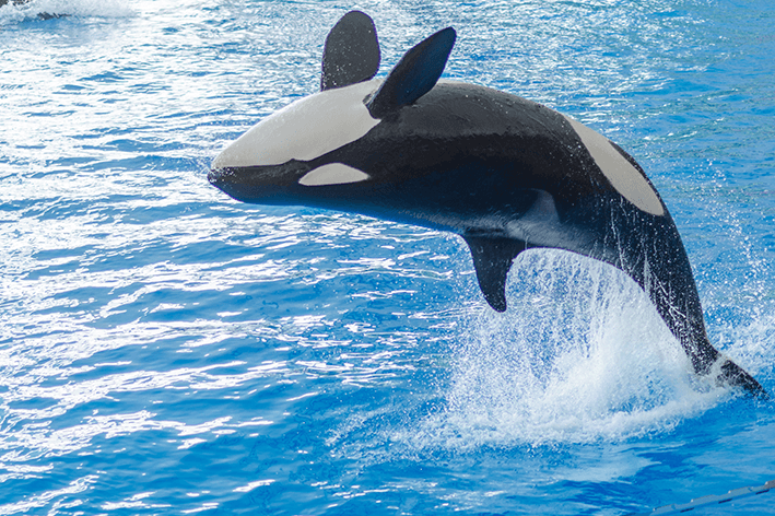 orca saltando fora da água