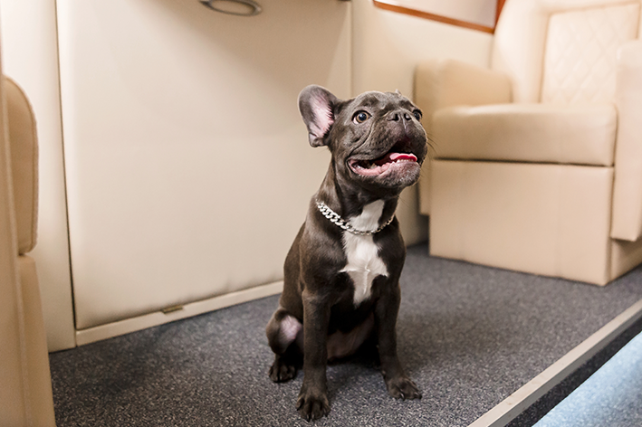 O que é preciso para comprar a passagem de avião para cachorro e levar seu pet com você na cabine