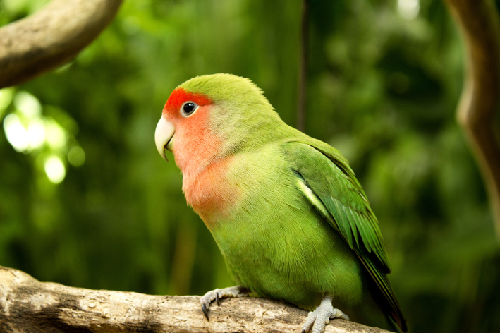 Agapornis no poleiro