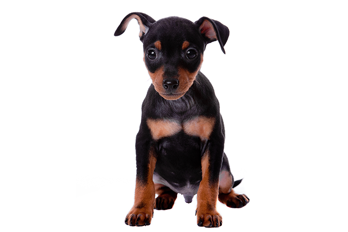 Pinscher 0: grandes cuidados para um pequeno cãozinho