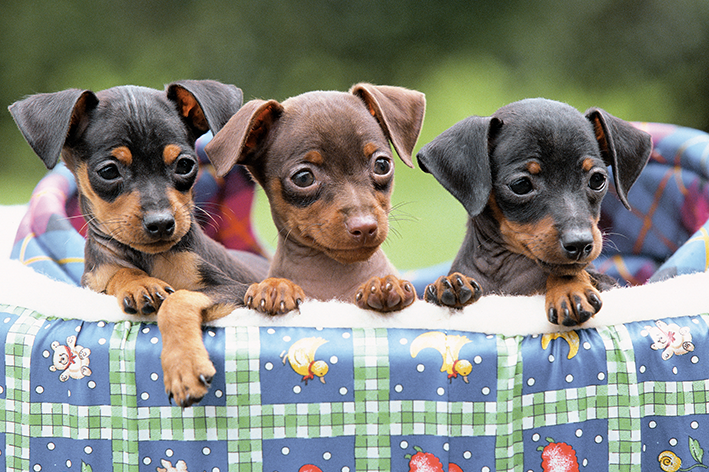 Pinscher 0: um pequeno grande amigo