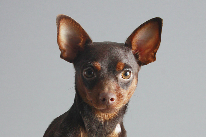 Pinscher 0: características e curiosidades da raça