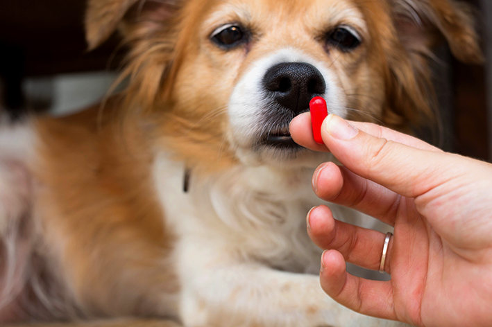 Quais os riscos de oferecer Bactrim para cachorros