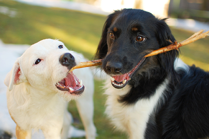 Por que cachorro gosta de brincar com graveto?