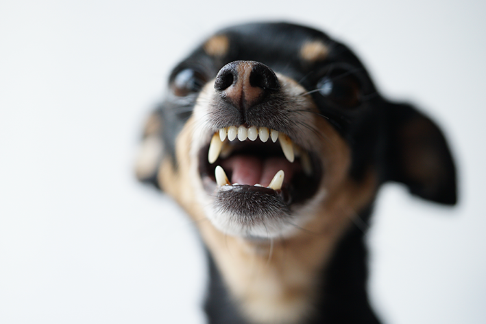 Por que o pinscher é tão bravo?