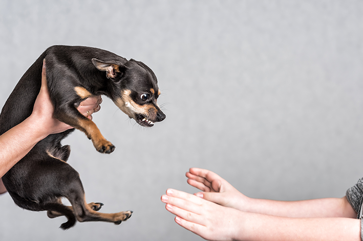 O pinscher pode ter uma certa zanga, sim, mas totalmente justificada