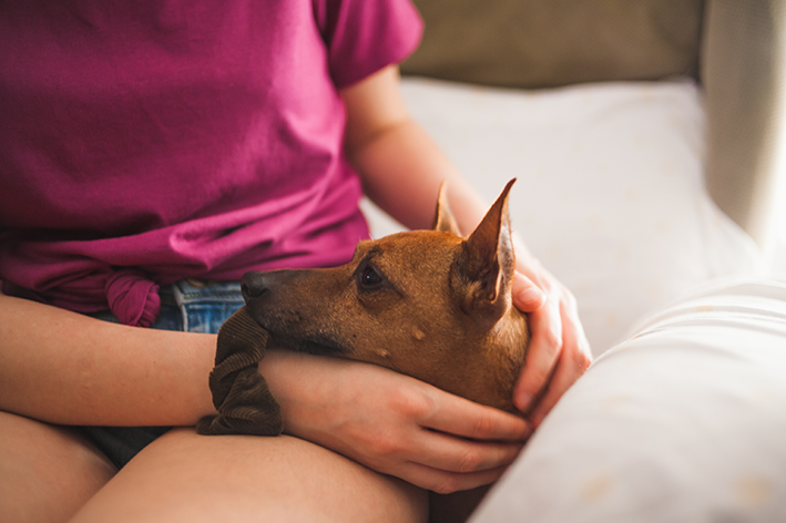 Como deixar um pinscher mais tranquilo