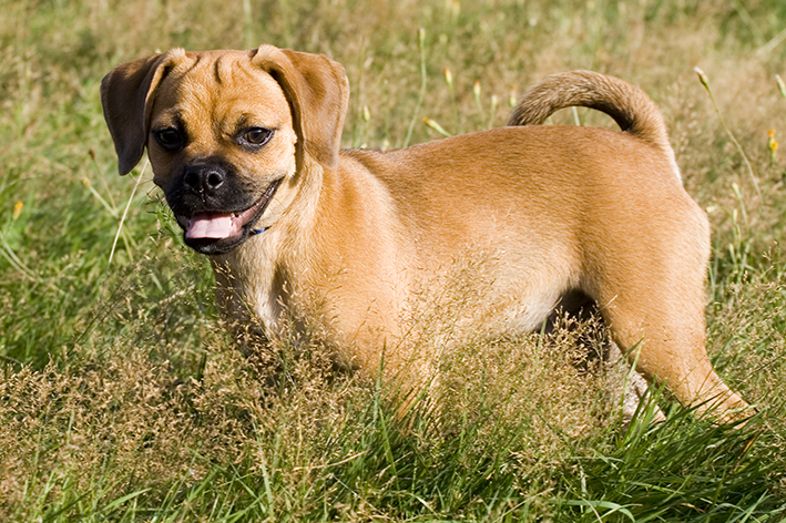 mestiço de pug com beagle