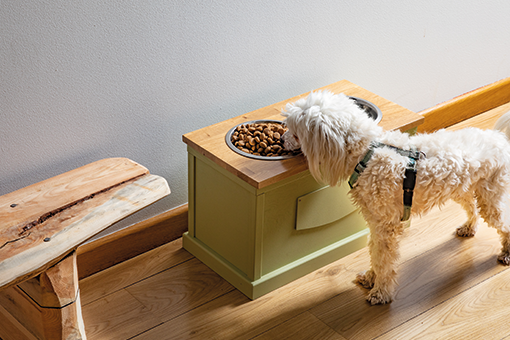 pet consumindo alimentação para cachorro castrado