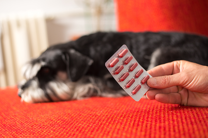 Qual é o melhor antibiótico para cachorro?