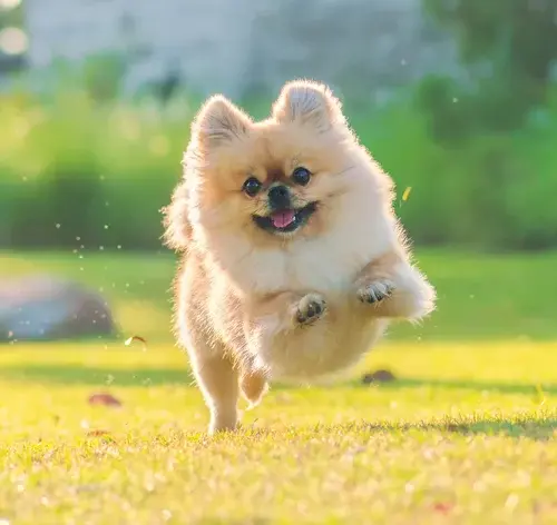 raças de cachorros que parecem raposa