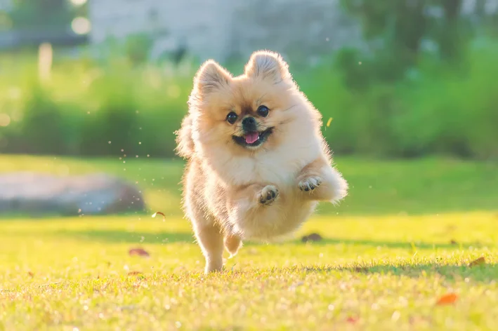 raças de cachorros que parecem raposa