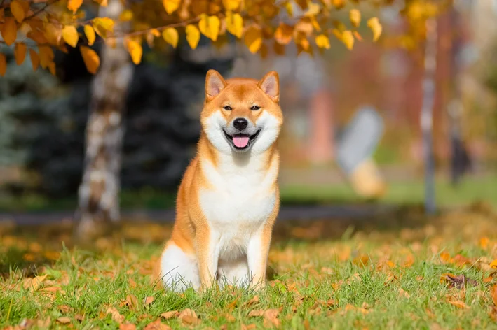 raça de cachorro shiba inu parace raposa