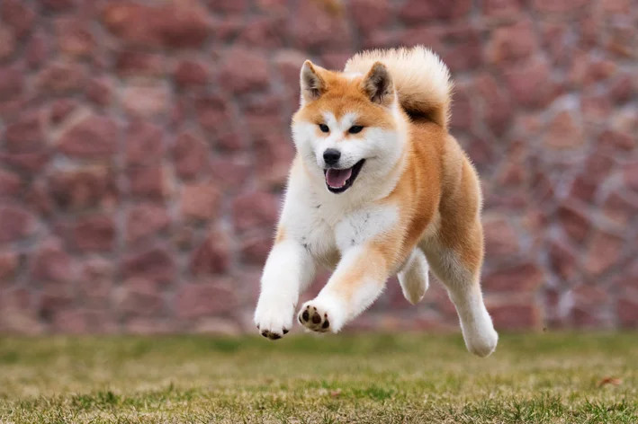 Akita Inu correndo no parque