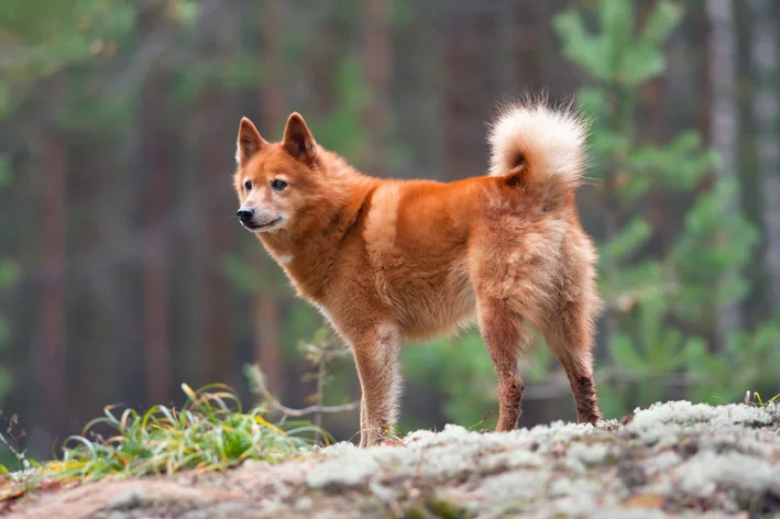 Spitz Finlandês na floresta