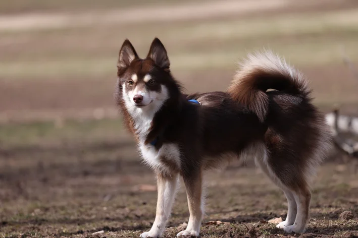 Pomky cachorro parece raposa