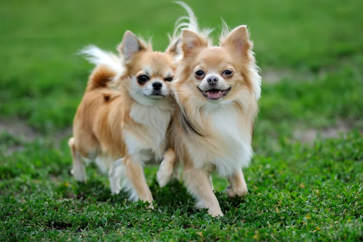 chihuahuas com pelagem laranja